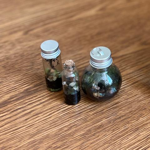 Three small jars made into terrariums