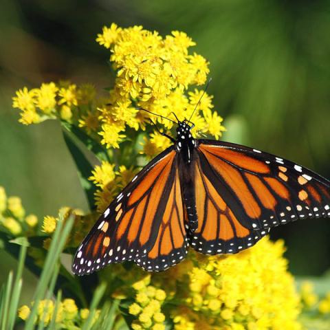 Monarch butterfly on a flowering yellow plant