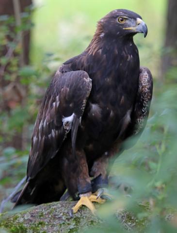 picture of a golden eagle