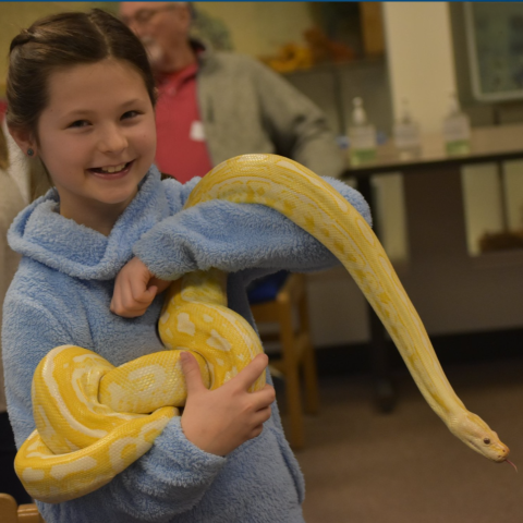 Young girl smiles while holding a long yellow snake