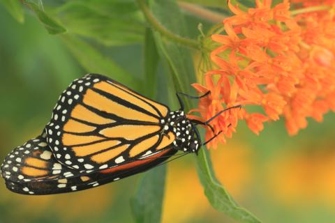 Monarch butterfly on a flowering yellow plant