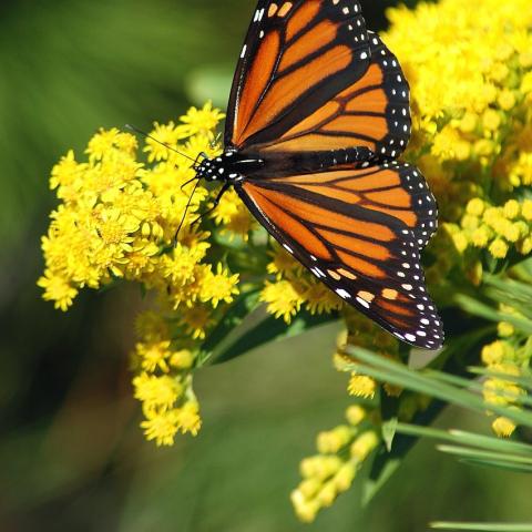 Monarch butterfly on a flowering yellow plant