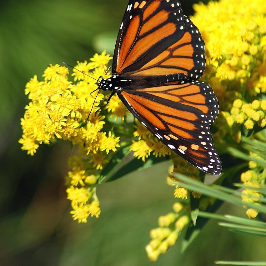 Monarch butterfly on a flowering yellow plant